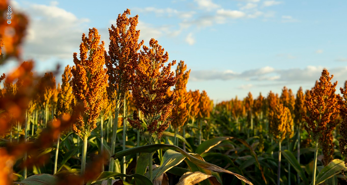 Com potencial para produzir mesmo em situações climáticas severas, sorgo avança no Brasil