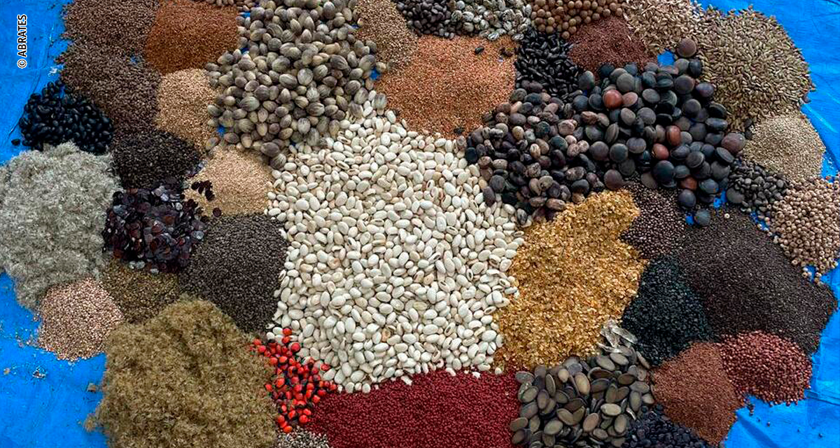 Simpósio aponta futuro das sementes florestais no CBSementes 2026