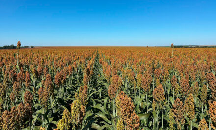 Com safrinha sob risco, produtor encontrou no sorgo uma solução para rentabilidade e manejo de plantas daninhas
