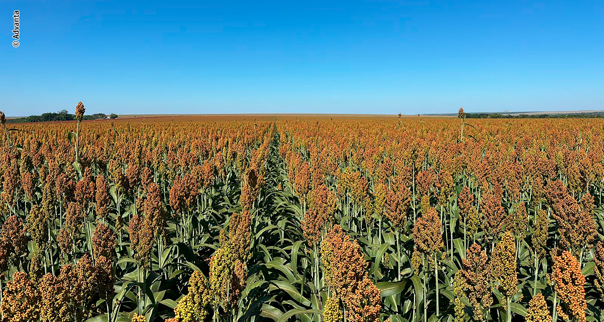 Com safrinha sob risco, produtor encontrou no sorgo uma solução para rentabilidade e manejo de plantas daninhas