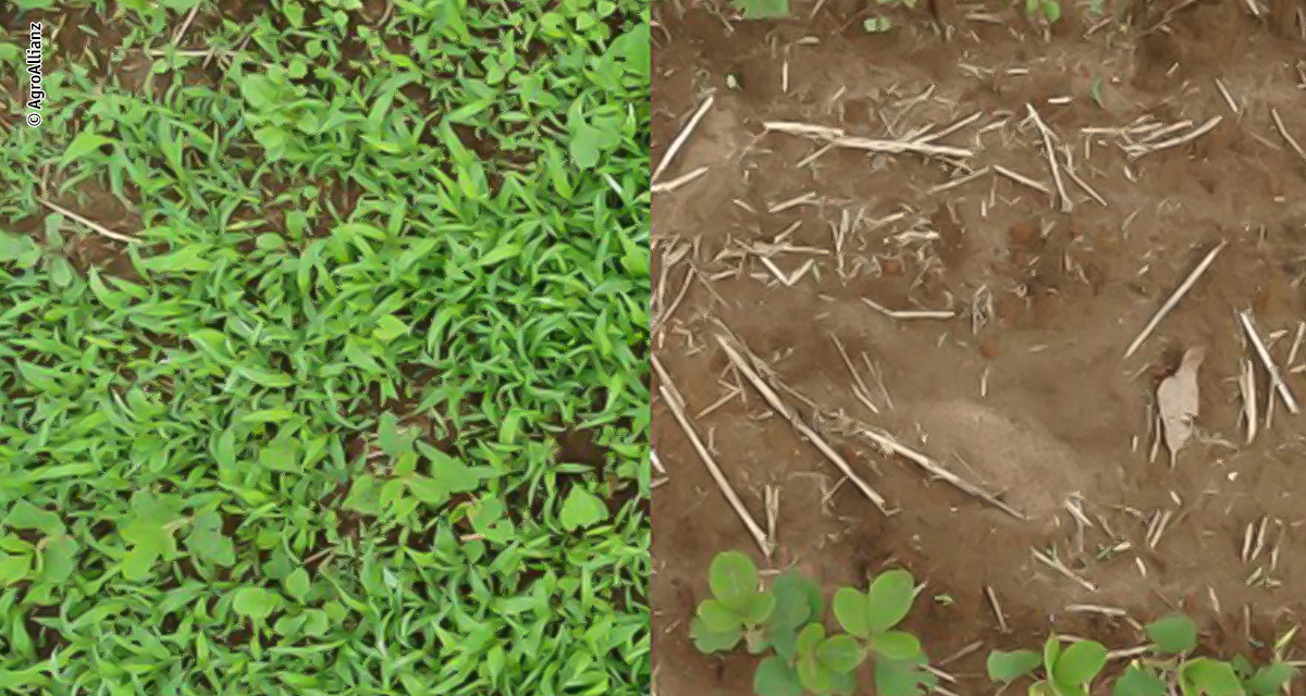 Planta daninha como o Caruru muda dinâmica do manejo da soja e coloca pré-emergentes no centro da estratégia