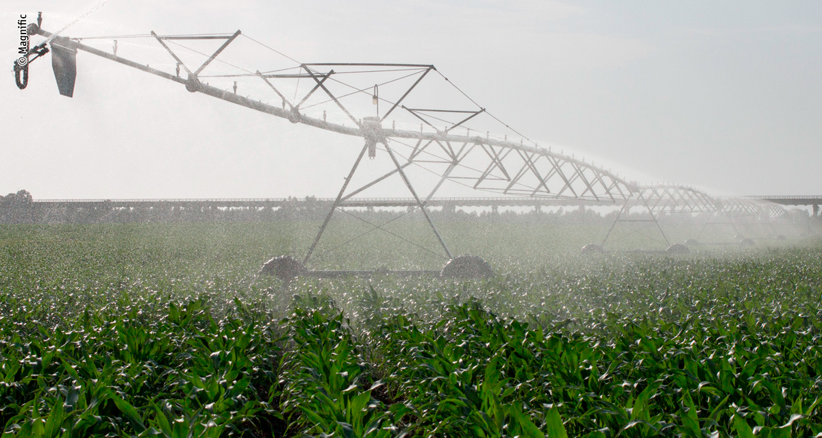 Bauer do Brasil e Irricontrol apostam em novas modalidades de financiamento para ampliar investimentos em irrigação na pecuária