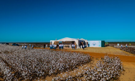 Bayer reúne cadeia da cotonicultura em Sorriso para apresentar o futuro da biotecnologia Bollgard no Brasil