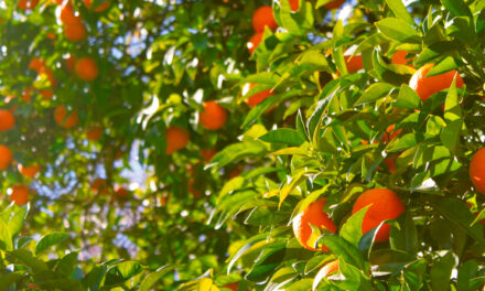 Greening avança nos laranjais e desafia a citricultura brasileira