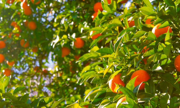Greening avança nos laranjais e desafia a citricultura brasileira