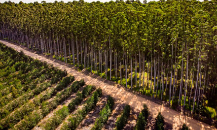 Relatório de sustentabilidade da CMPC destaca mais de 425 mil hectares de conservação na América do Sul