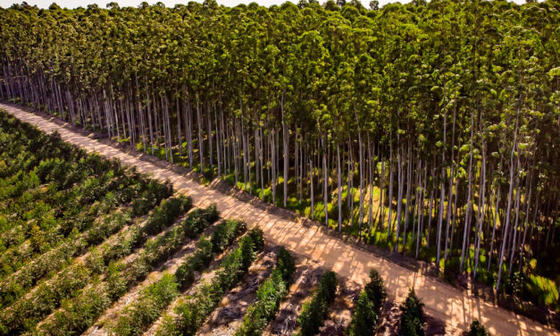 Relatório de sustentabilidade da CMPC destaca mais de 425 mil hectares de conservação na América do Sul