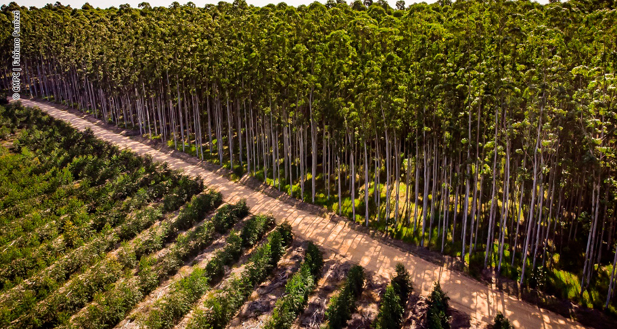 Relatório de sustentabilidade da CMPC destaca mais de 425 mil hectares de conservação na América do Sul
