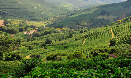 Fórum Café e Clima da Cooxupé debate impactos do El Niño na cafeicultura