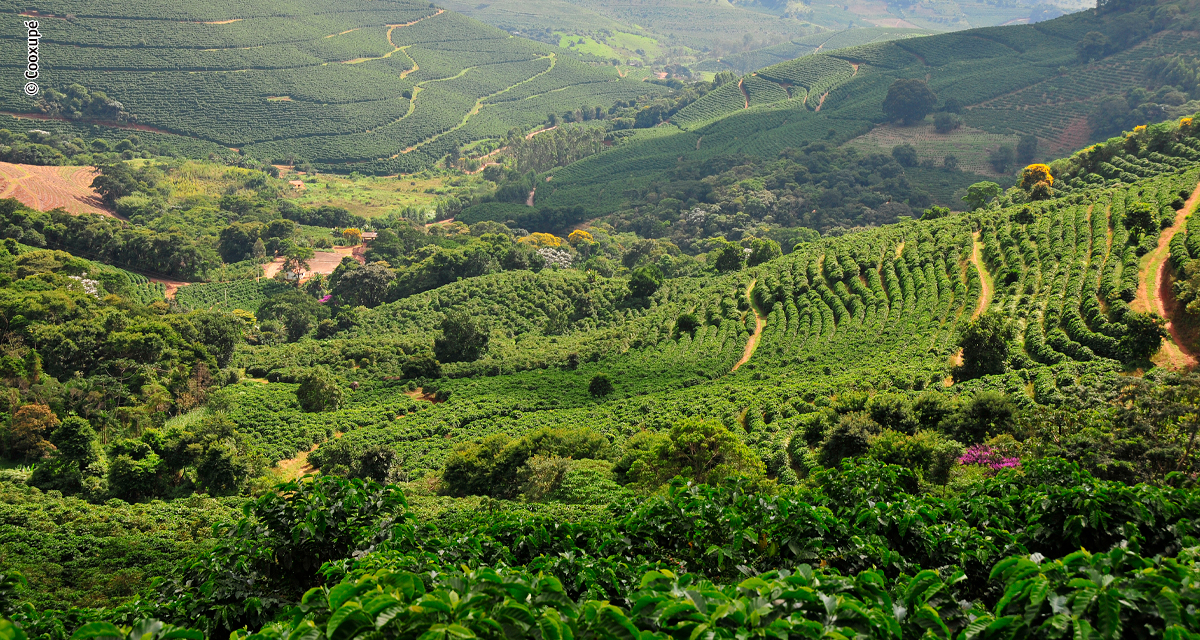 Fórum Café e Clima da Cooxupé debate impactos do El Niño na cafeicultura