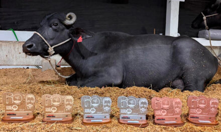 Nutrição de precisão impulsiona produtividade e recorde mundial de leite de búfala