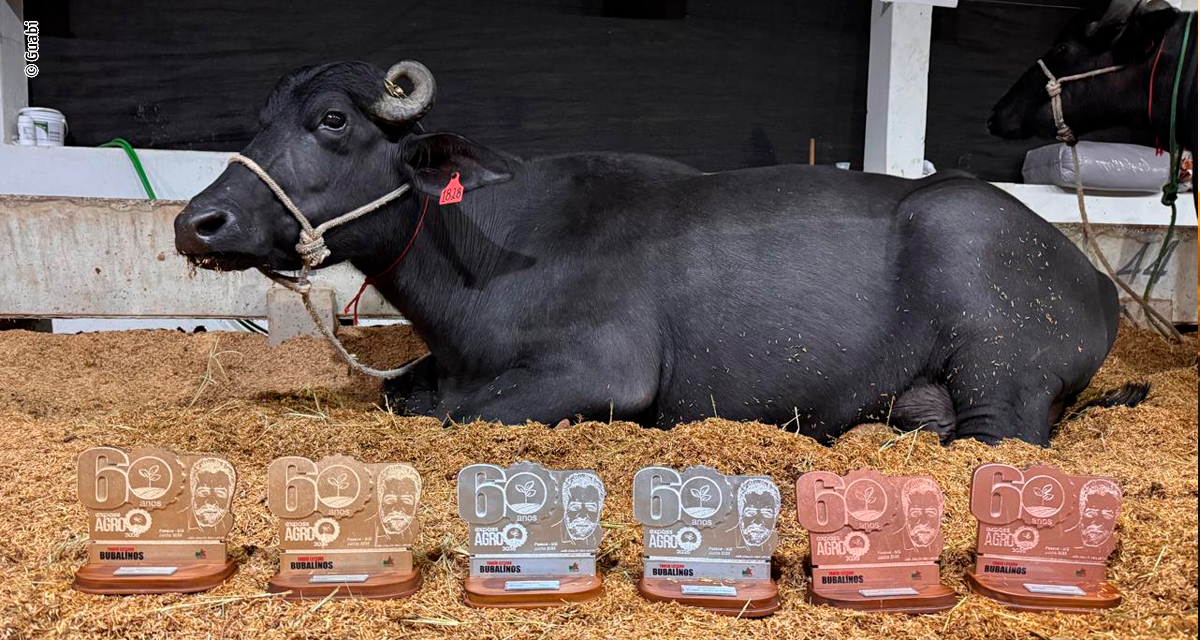 Nutrição de precisão impulsiona produtividade e recorde mundial de leite de búfala
