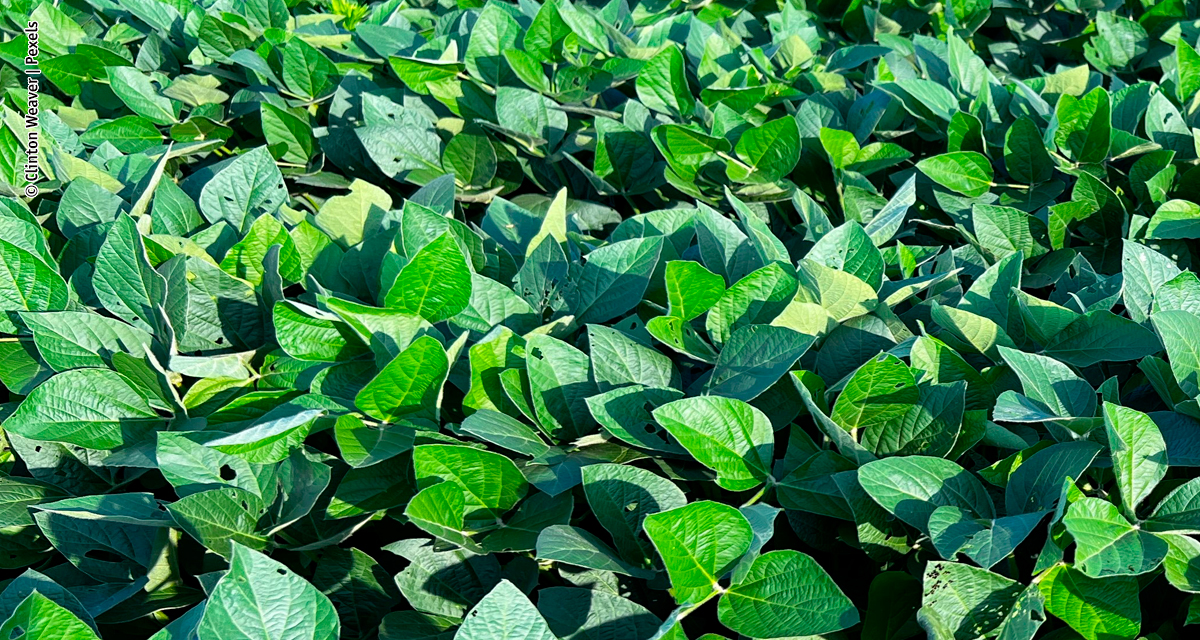 Nitro lança Elmo Max, solução biológica avançada no controle de nematoides