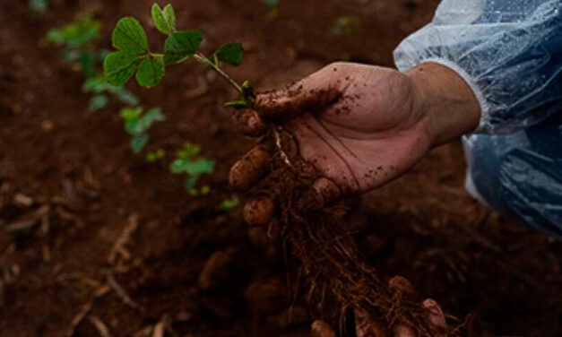 Safra 2026/2027: especialistas apontam que manejo contra doenças e nematoides na soja deve iniciar antes do plantio