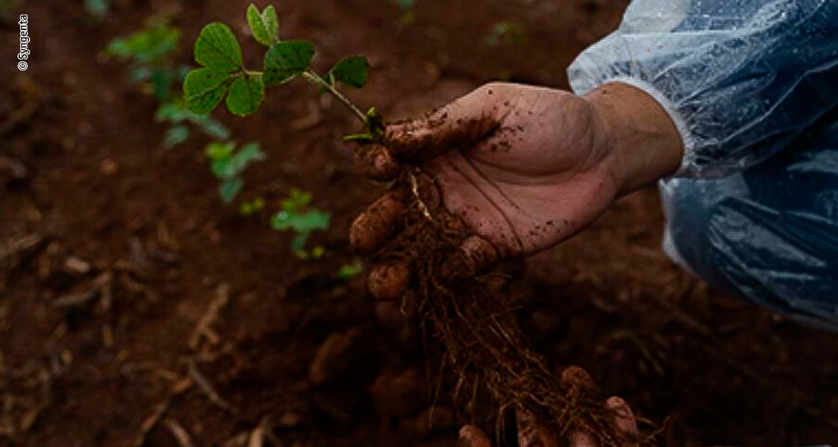 Safra 2026/2027: especialistas apontam que manejo contra doenças e nematoides na soja deve iniciar antes do plantio