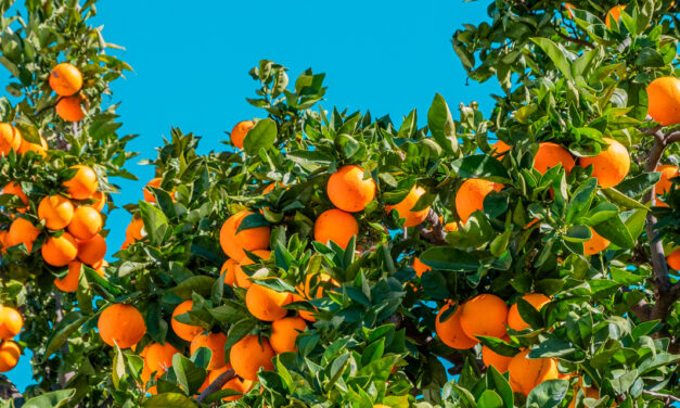 Da pesquisa ao campo: UPL Brasil leva inovação à Coopercitrus Expo