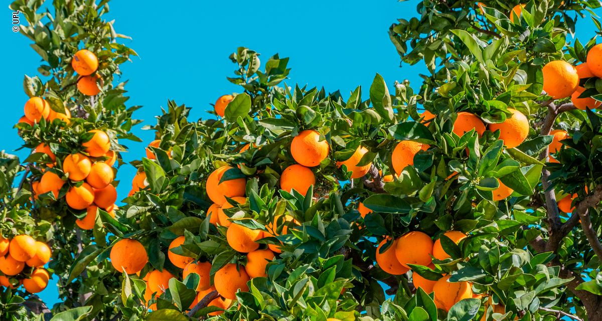 Da pesquisa ao campo: UPL Brasil leva inovação à Coopercitrus Expo